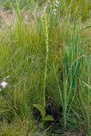 Satyrium chlorocorys