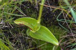 Satyrium chlorocorys