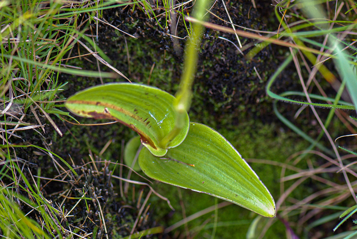 Satyrium chlorocorys