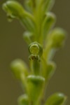 Satyrium chlorocorys