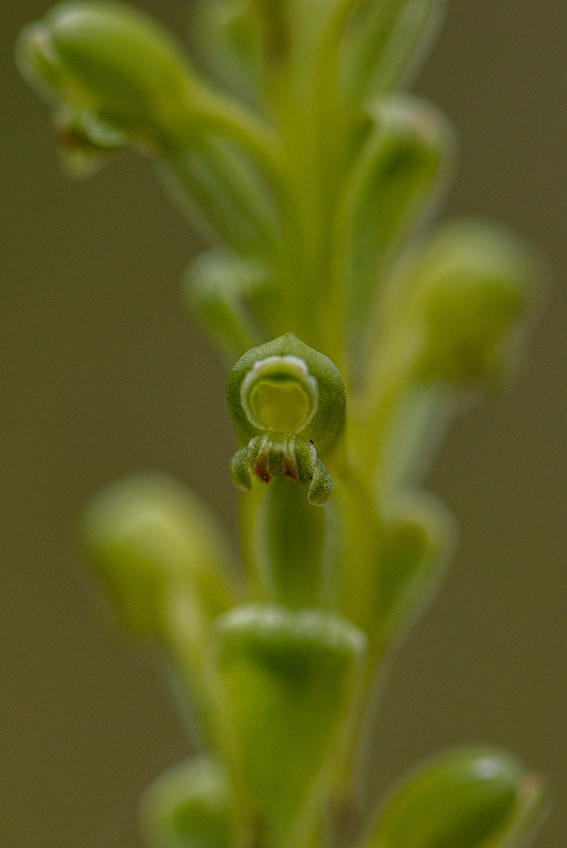 Satyrium chlorocorys