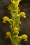 Satyrium chlorocorys