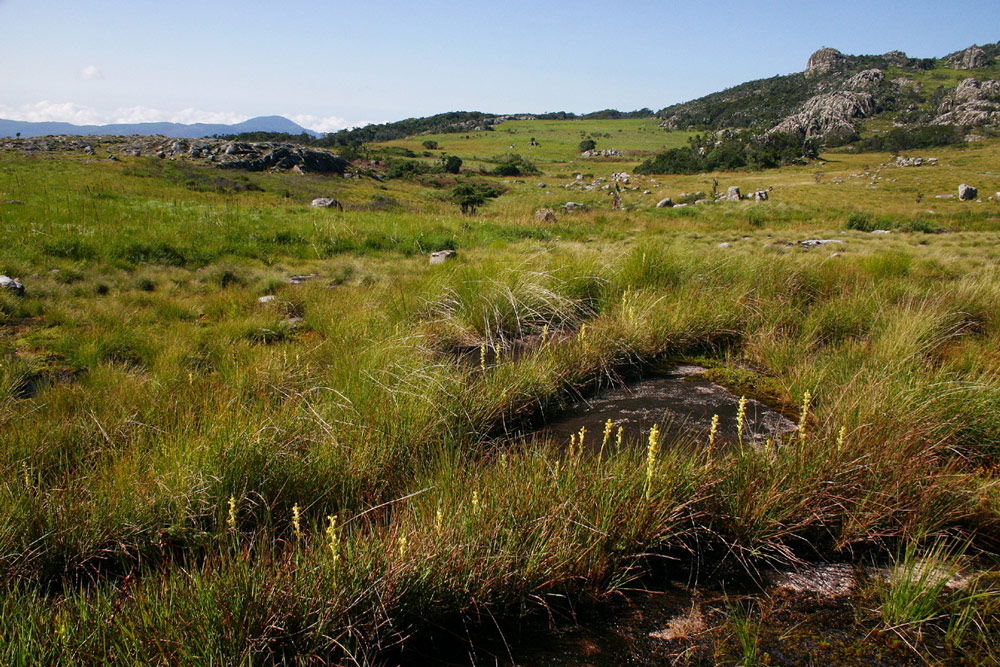 Satyrium chlorocorys