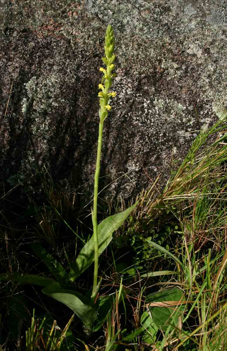 Satyrium chlorocorys