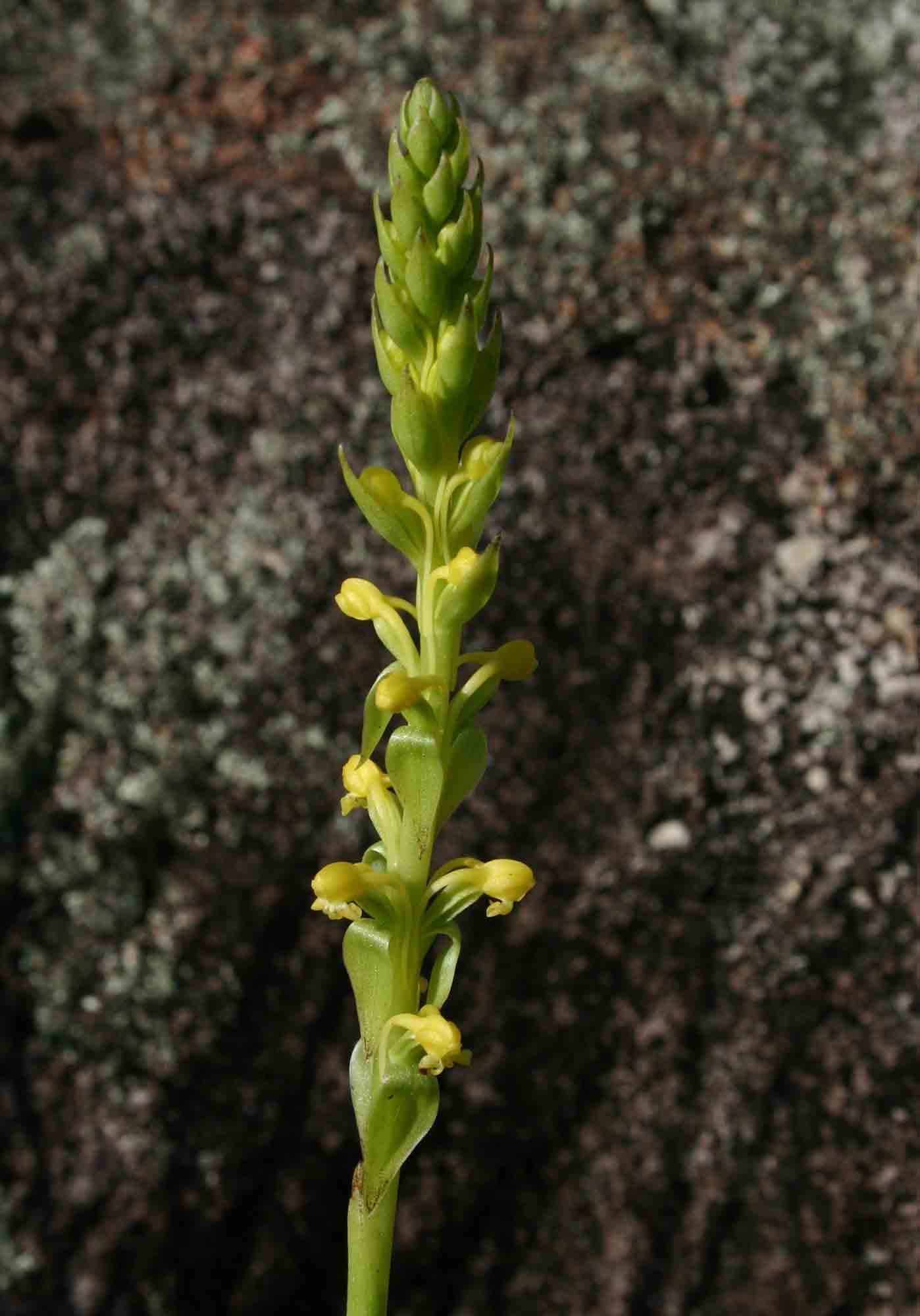 Satyrium chlorocorys