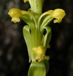Satyrium chlorocorys