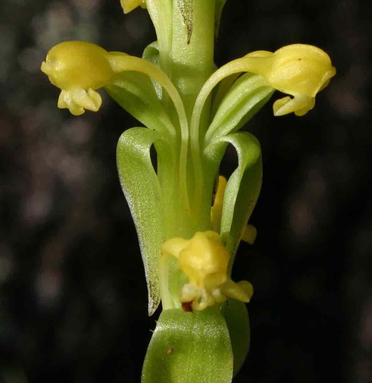 Satyrium chlorocorys