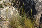 Satyrium chlorocorys