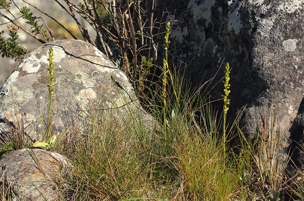 Satyrium chlorocorys