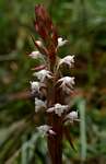 Satyrium longicauda