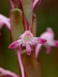 Satyrium longicauda