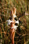 Satyrium longicauda