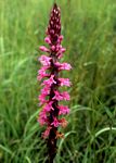 Satyrium macrophyllum