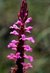 Satyrium macrophyllum