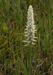 Satyrium trinerve