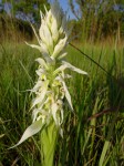 Satyrium trinerve