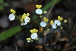 Disperis johnstonii
