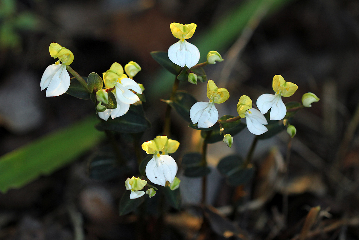 Disperis johnstonii