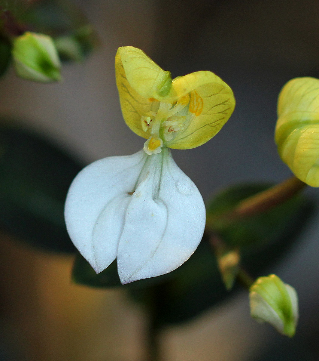 Disperis johnstonii