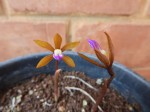 Nervilia adolphi var. adolphi