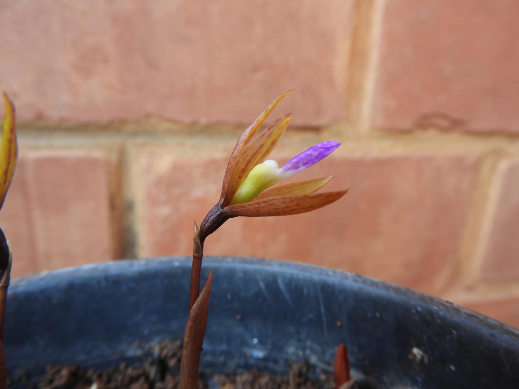 Nervilia adolphi var. adolphi