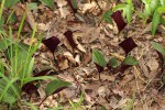 Nervilia ballii