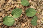 Nervilia ballii