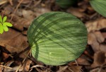 Nervilia ballii