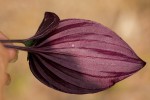 Nervilia ballii