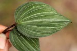 Nervilia ballii
