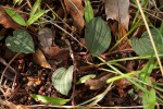 Nervilia ballii