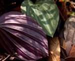 Nervilia ballii