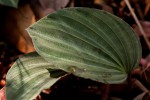 Nervilia ballii