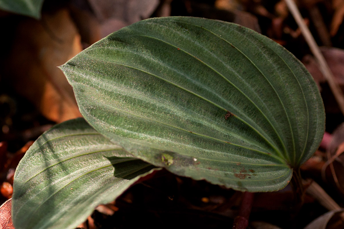Nervilia ballii