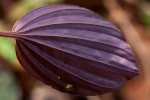 Nervilia ballii