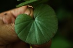 Nervilia crociformis