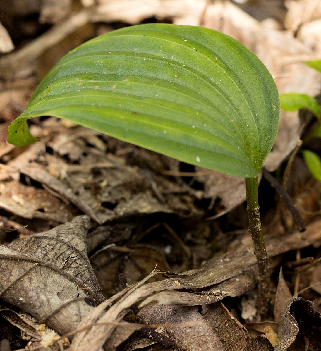 Nervilia shirensis