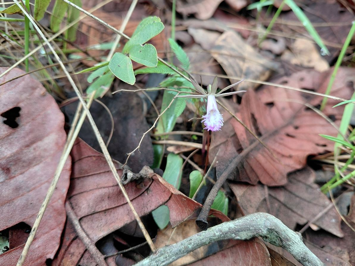 Nervilia stolziana Nervilia stolziana