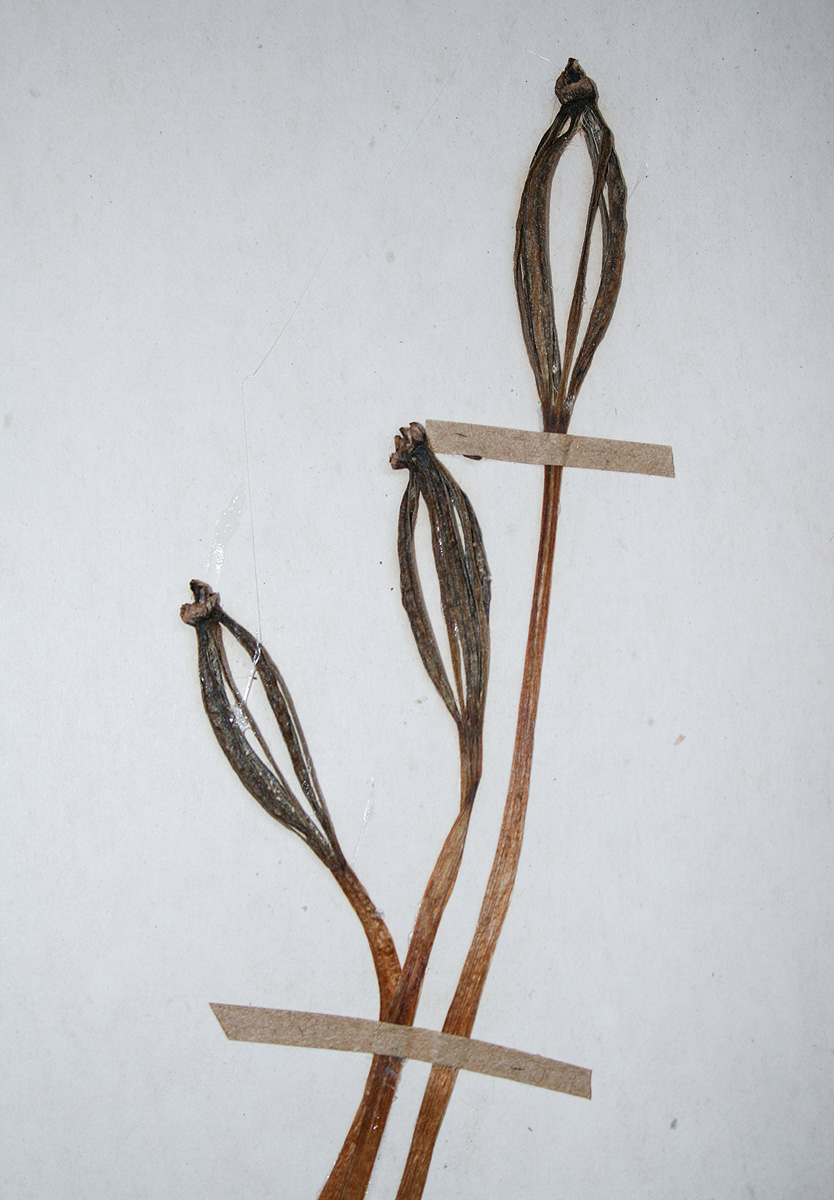 Gastrodia ballii