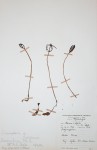 Gastrodia ballii