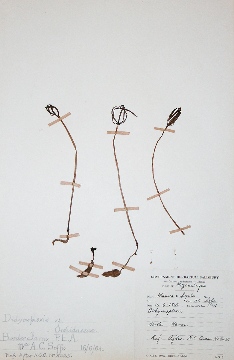 Gastrodia ballii