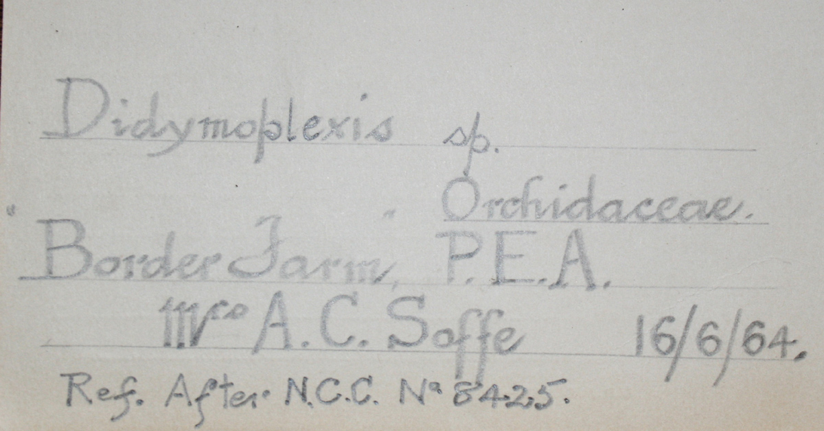 Gastrodia ballii