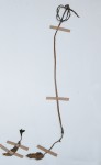 Gastrodia ballii