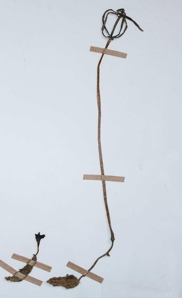Gastrodia ballii