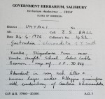 Gastrodia ballii