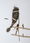 Gastrodia ballii