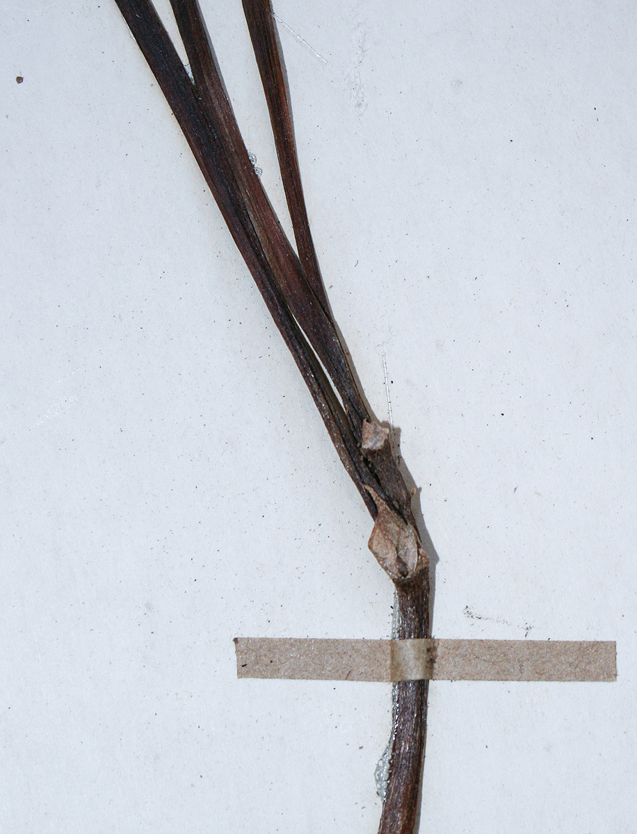 Gastrodia ballii
