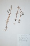 Gastrodia ballii