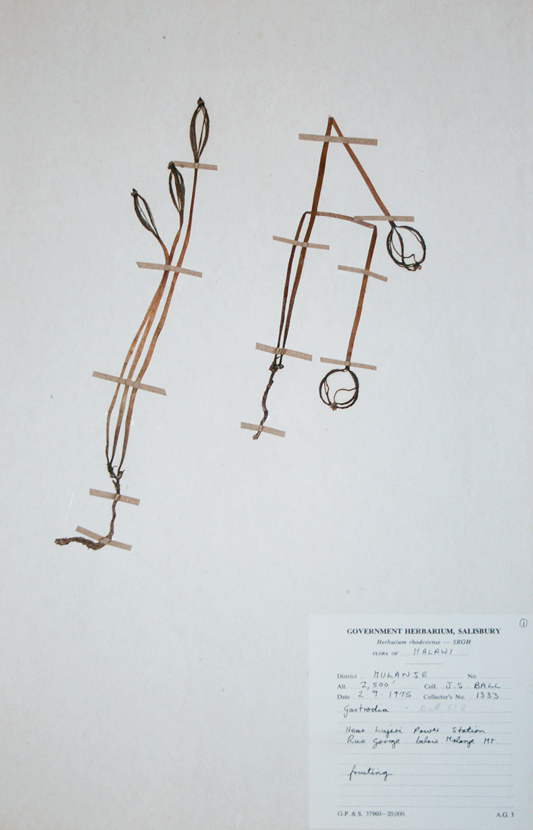 Gastrodia ballii