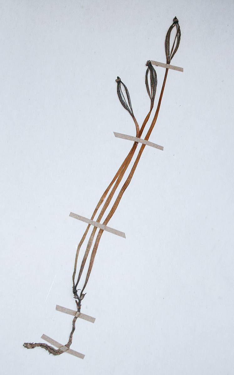 Gastrodia ballii